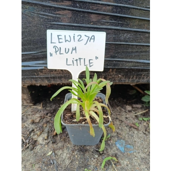 LEWIZJA Little Plum - sadzonki 5 / 10 cm